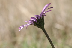 Dimorphotheca spectabilis