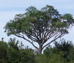 Cussonia spicata