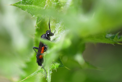 Macrophya annulata