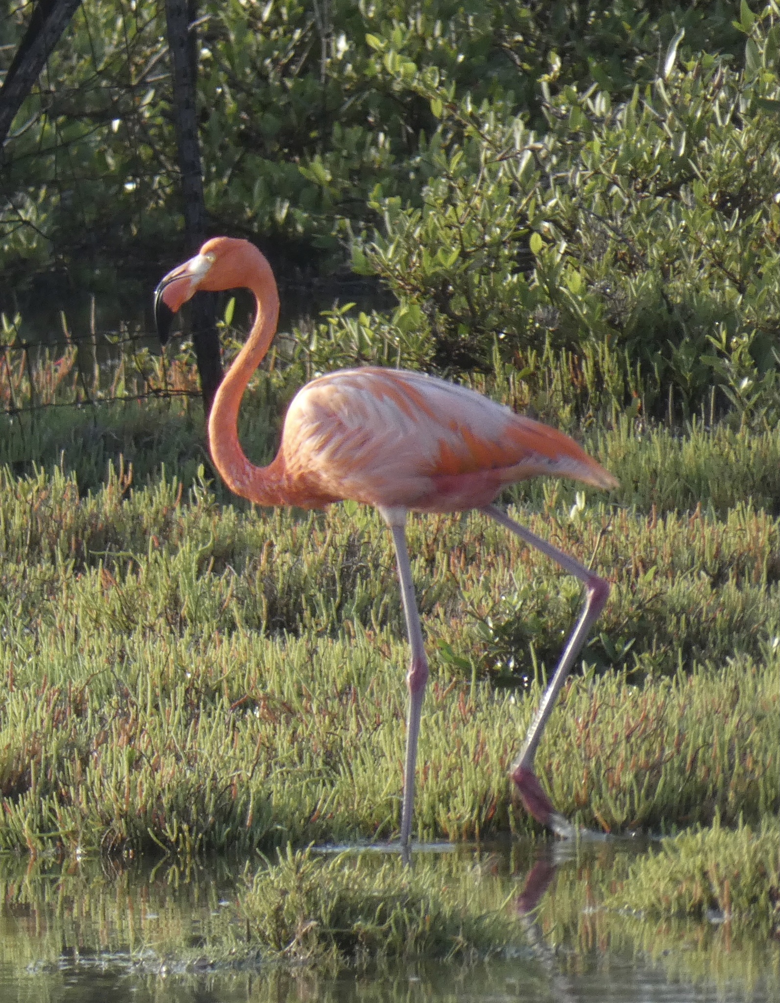 American Flamingo