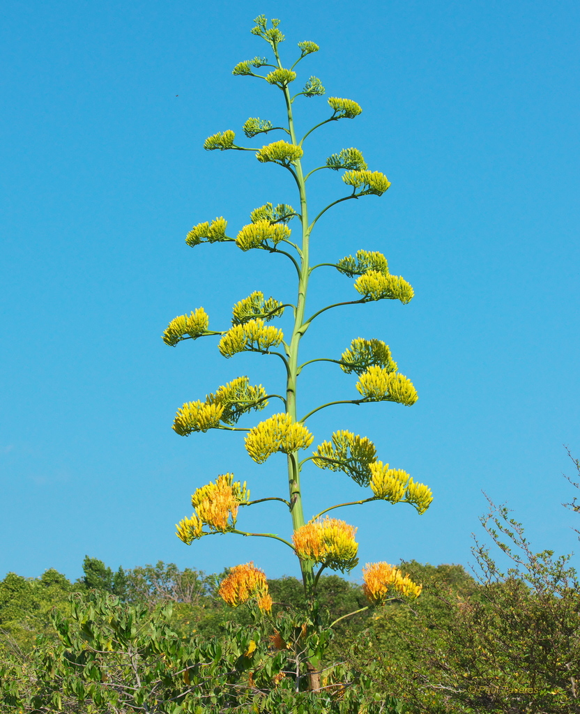 Agave wildingii