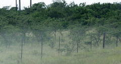 Vachellia karroo