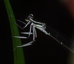 Pseudocopera ciliata