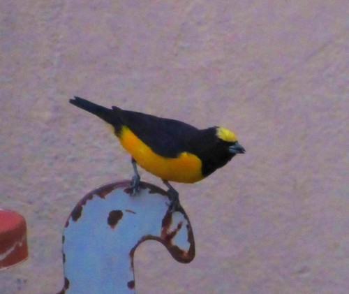 Euphonia chlorotica