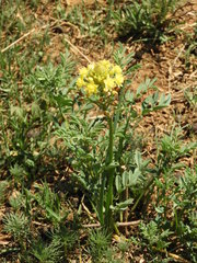 Bulbine capitata