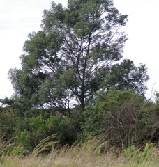 Acacia mearnsii