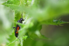 Macrophya annulata