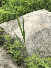 Phragmites australis