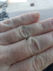 Sitona cylindricollis