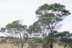 Acacia mearnsii