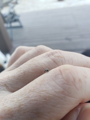 Sitona cylindricollis