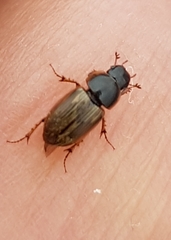 Melinopterus prodromus