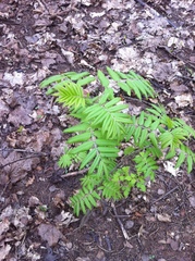 Sorbus aucuparia