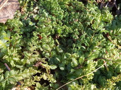 Plagiomnium ellipticum