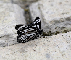 Danaus melanippus edmondii