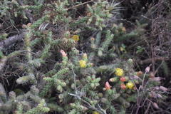 Opuntia aequatorialis
