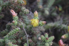 Opuntia aequatorialis