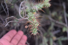 Opuntia aequatorialis