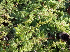 Plagiomnium ellipticum