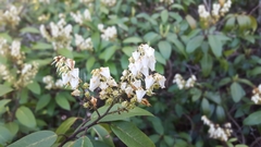 Pieris floribunda