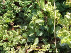 Plagiomnium ellipticum