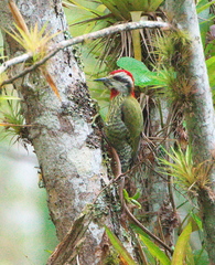 Xiphidiopicus percussus