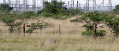 Vachellia karroo
