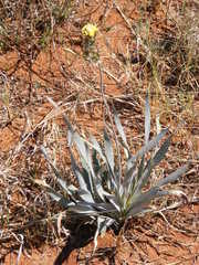Bulbine narcissifolia