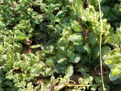 Plagiomnium ellipticum