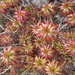 Dracophyllum menziesii - Photo (c) gailtv,  זכויות יוצרים חלקיות (CC BY-NC), uploaded by gailtv
