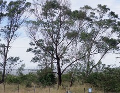 Acacia mearnsii