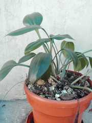 Urceolina subedentata