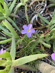 Oxalis polyphylla pentaphylla