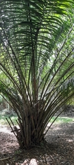 Arecaceae