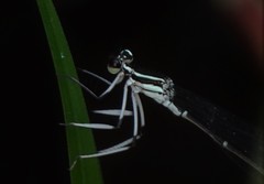 Pseudocopera ciliata