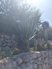 Liliopsida