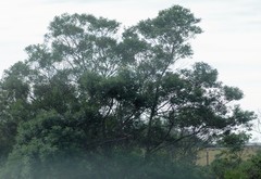 Acacia mearnsii