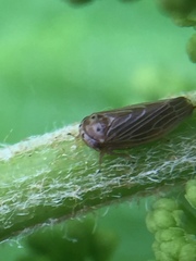 Agallia quadripunctata