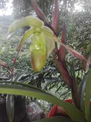 Phragmipedium longifolium
