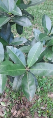 Magnoliopsida