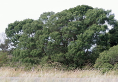 Acacia mearnsii