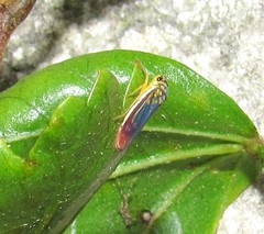 Dilobopterus costalimai