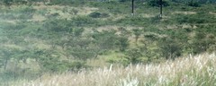 Vachellia karroo