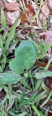 Magnoliopsida