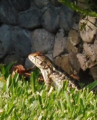 Sceloporus horridus