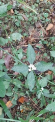 Rubiaceae