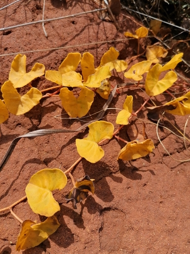 Image of Ipomoea bathycolpos by (c) Hildegard Klein, some rights reserved (CC BY)
