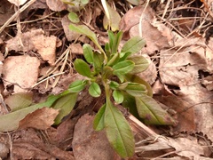 Myosotis krylovii