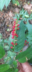 Rivina humilis