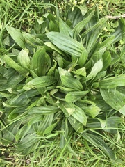 Plantago lanceolata
